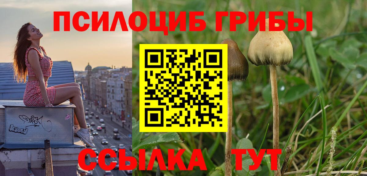 Псилоцибиновые грибы Psilocybine cubensis  Вход с VPN  Петровск 